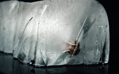 ICEBERG